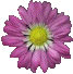 crysanthum