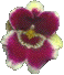 orchid
