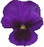 pansy