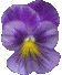 violet